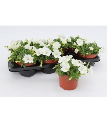 Petunia