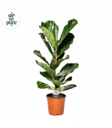 Ficus
