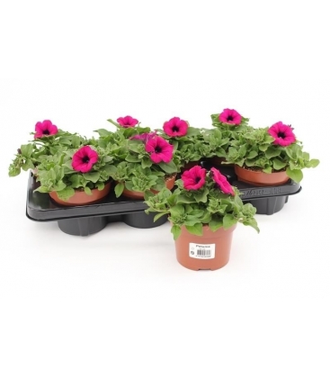 Petunia