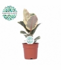 Ficus