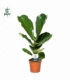 Ficus