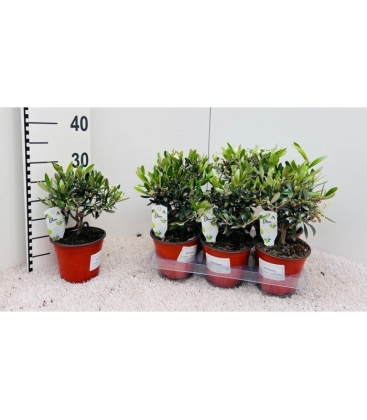 Olea