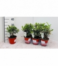 Olea