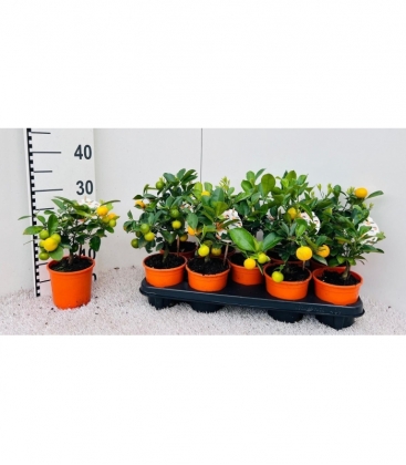 Citrus