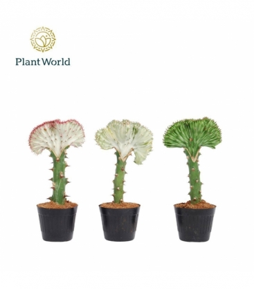 Euphorbia