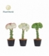Euphorbia