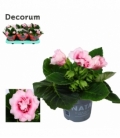 Gloxinia