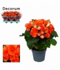 Begonia