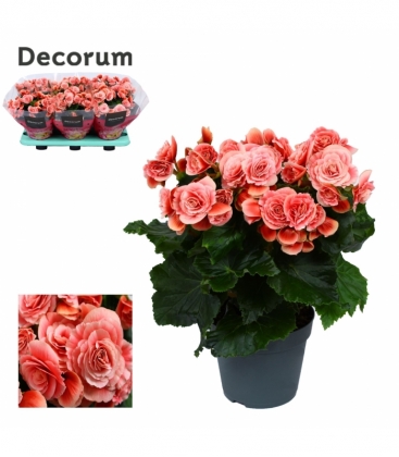 Begonia