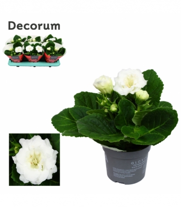 Gloxinia