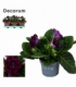 Gloxinia