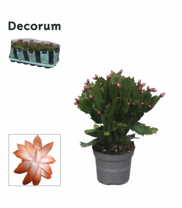 Schlumbergera