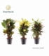 Croton
