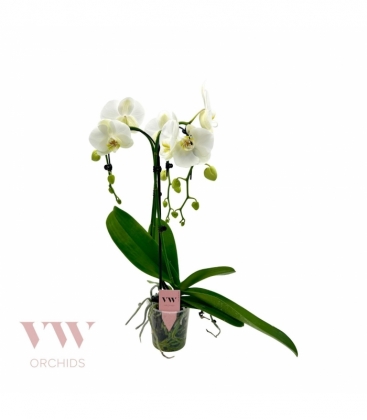 Phalaenopsis