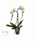 Phalaenopsis