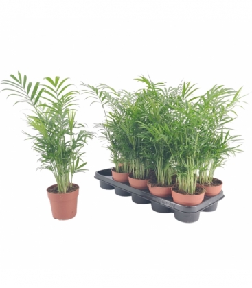 Chamaedorea