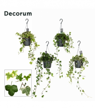 Hedera