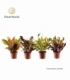 Croton