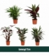 Calathea