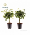 Schefflera