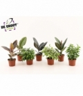 Ficus