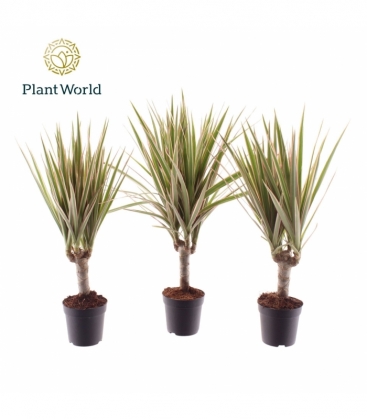 Dracaena