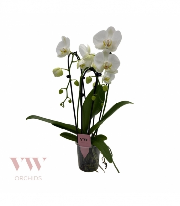 Phalaenopsis