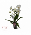 Phalaenopsis