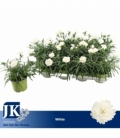 Dianthus