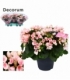 Begonia