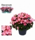 Begonia