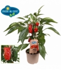 Capsicum