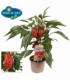 Capsicum