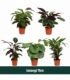 Calathea