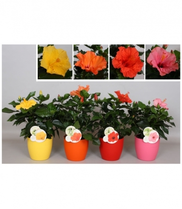 Hibiscus