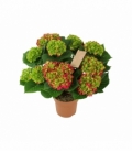 Hydrangea