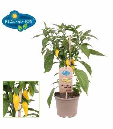 Capsicum