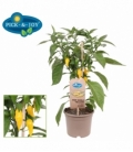 Capsicum
