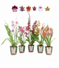 OrchideeÃ«n