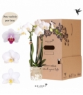 Phalaenopsis