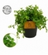Peperomia