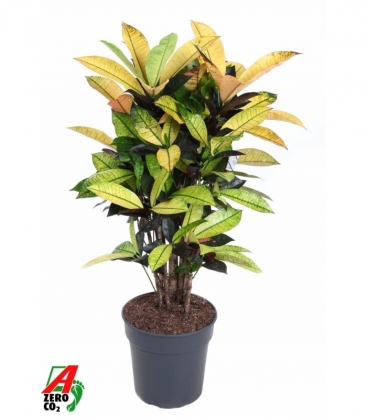 Croton