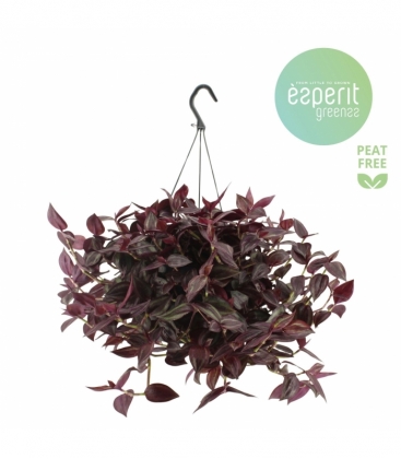 Tradescantia