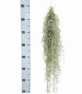 Tillandsia