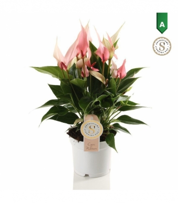 Anthurium