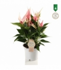 Anthurium