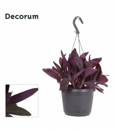 Tradescantia