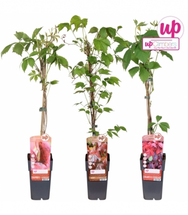 Parthenocissus