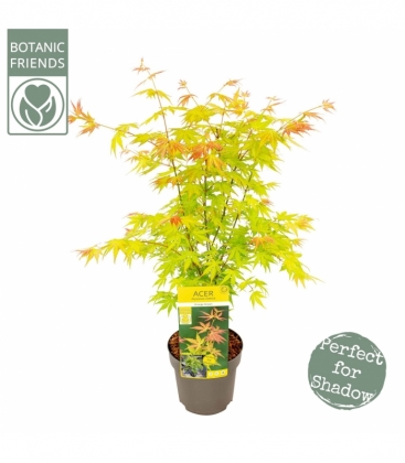 Acer