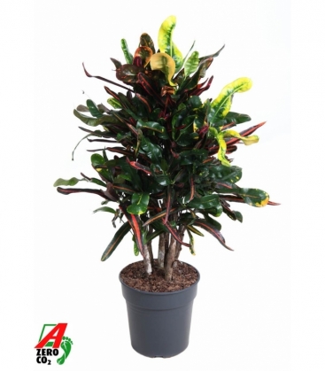 Croton